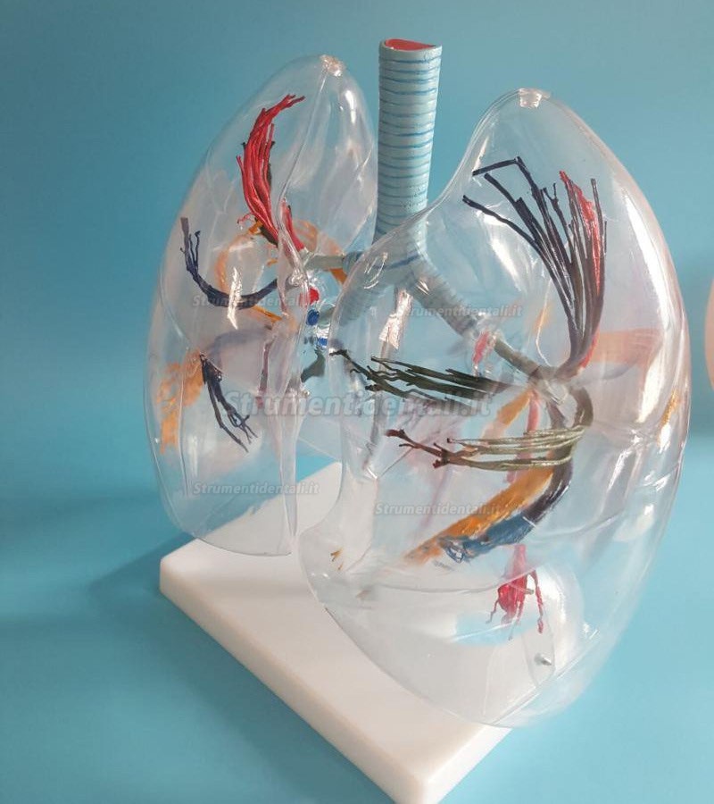 Trasparente Lung Model polmoni anatomia Lung Teaching Model la distribuzione dell' albero bronchiale